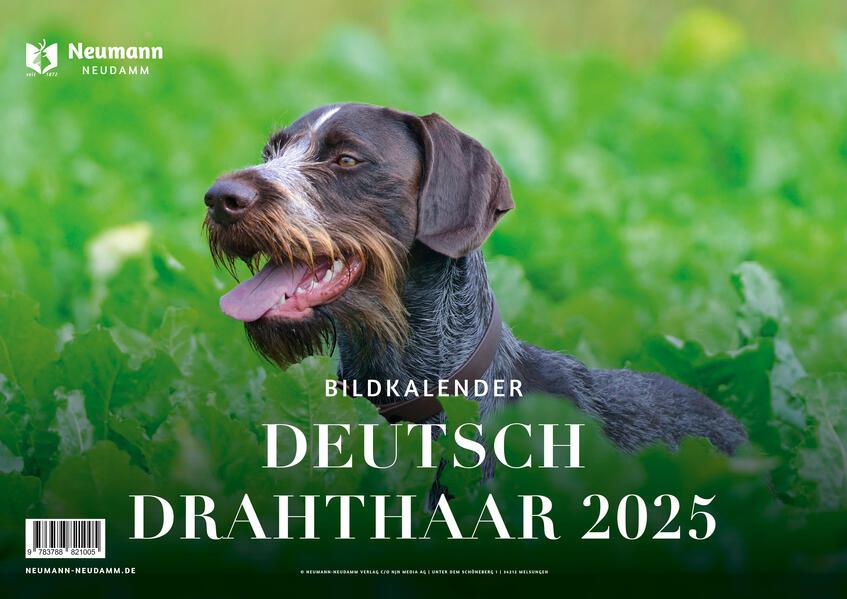 Deutsch Drahthaar 2025