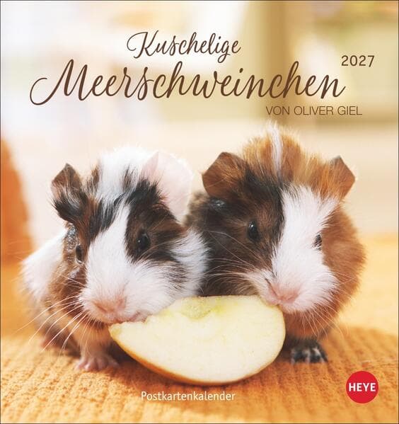 Kuschelige Meerschweinchen Postkartenkalender 2027