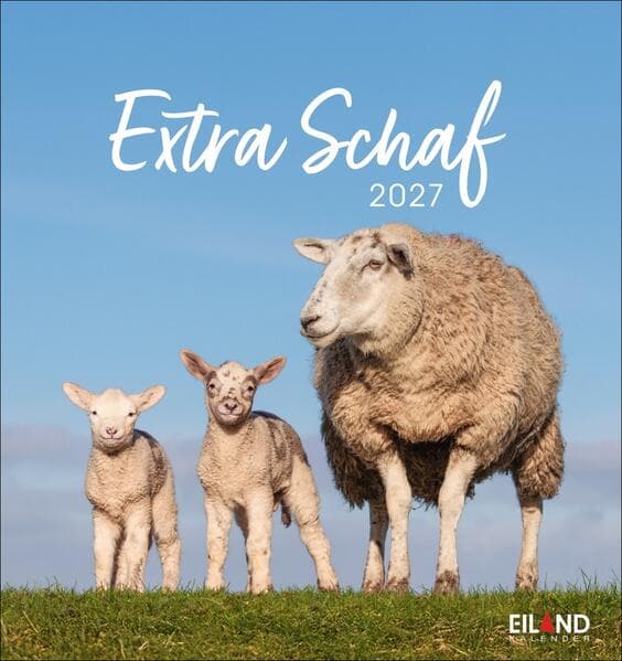 Extra Schaf Postkartenkalender 2027