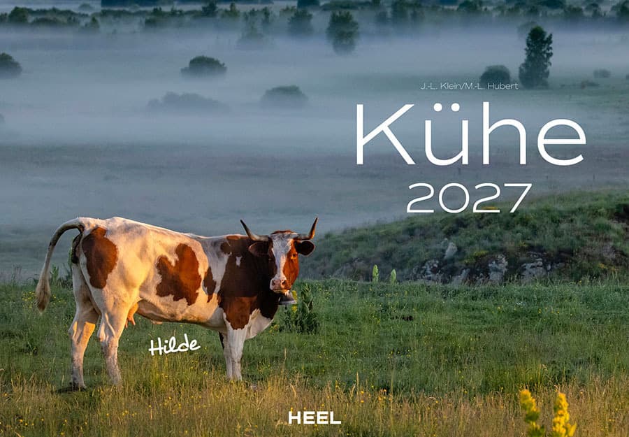 Kühe Kalender 2027 Wandkalender